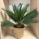 Cycas natural - Palmier Sagotier Revoluta